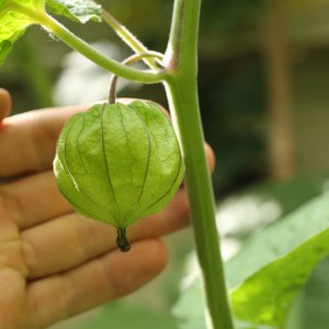 20190802-physalis-HM6C7040.jpg