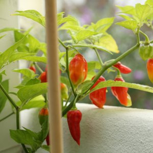 20190802-bhut-jolokia-HM6C7025.jpg