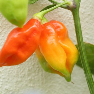 20190801-bhut-jolokia-HM6C7019.jpg
