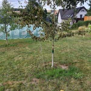 Birne 10.8.