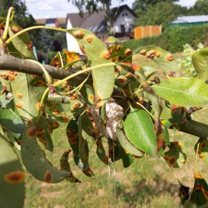 Anbinden/Gitterrost 10.8.