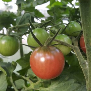 Tomate Melanie 11.08.19