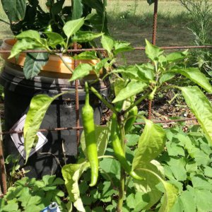 20190812türkischerspiralpaprika