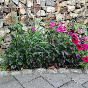20190812wildesbeet