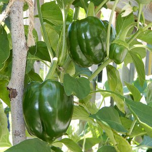 Polnische Riesenpaprika