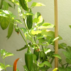 20190811-jalapeno-yellow-HM6C7165.jpg