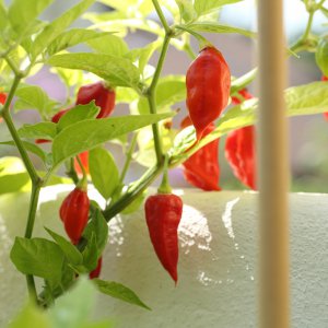 20190811-bhut-jolokia-HM6C7160.jpg