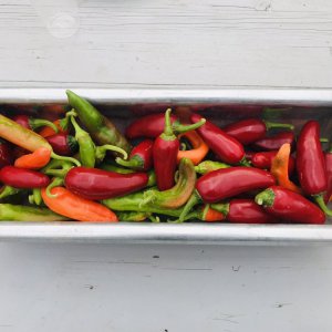 Chili-Tisch-Deko