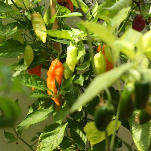 20190816-habanada-HM6C7186.jpg