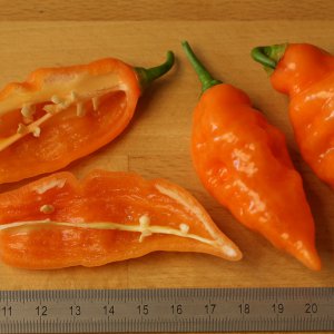 20190816-habanada-HM6C7211.jpg