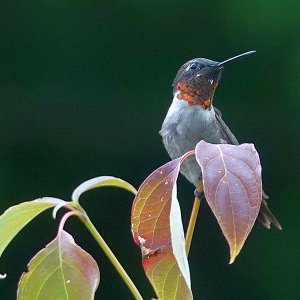 Kolibri