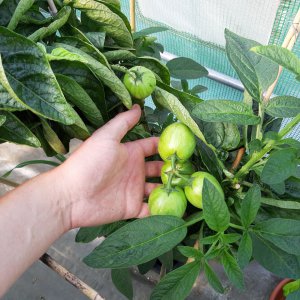 Pepino 2 Frucht 21.8.