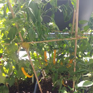 Stand 22.8.: Aji Guyana