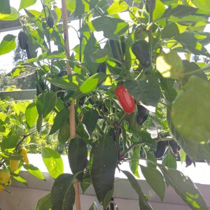 Stand 22.8.: Jalapeño el Jefe
