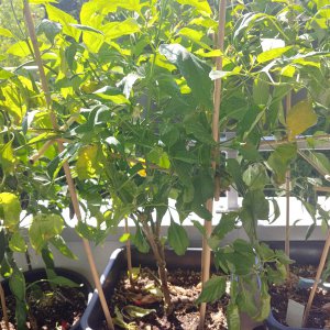 Stand 22.8.: Aji Rojuco