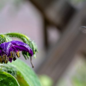 190826_Hummel_1.jpg