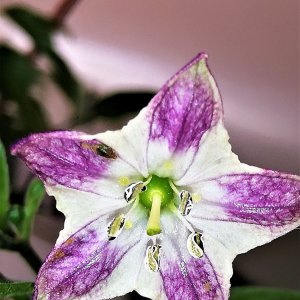 Blüte RBB