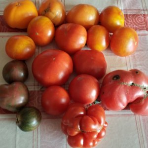 Tomatenernte