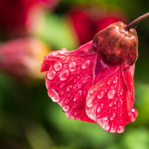 2019_08_18_abutilon3.jpg