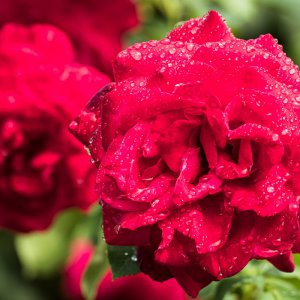 2019_08_18_rose1.jpg