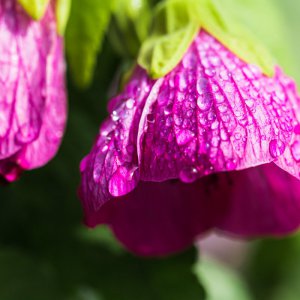 2019_08_18_abutilon1.jpg