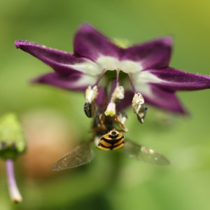 20190826-rocoto-cuencano-HM6C7241.jpg