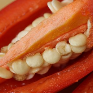 20190901-jalapeno-agriset-hot-HM6C7289.jpg