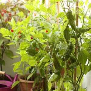 20190827-pimiento-italiano-HM6C7251.jpg