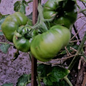 Marmande