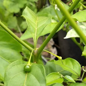 2019_08_10_flexuosum.jpg