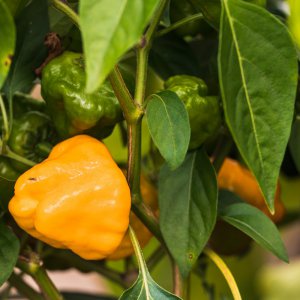 2019_09_01_scotch bonnet.jpg