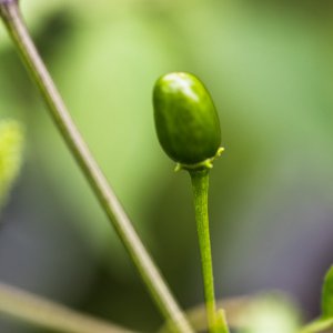 2019_09_01_Oodham Chiltepin.jpg
