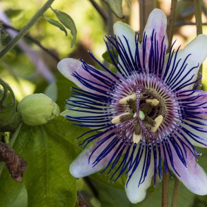 2019_09_04_kaiserin eugenie8.jpg