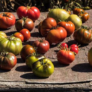 2019_09_04_tomatenernte.jpg