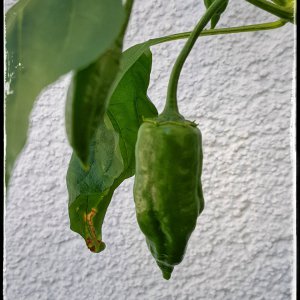 Bert the Chili