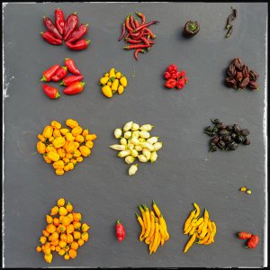 Septemberernte