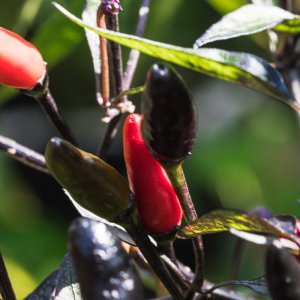 2019_09_06_frutescens_dehner4.jpg