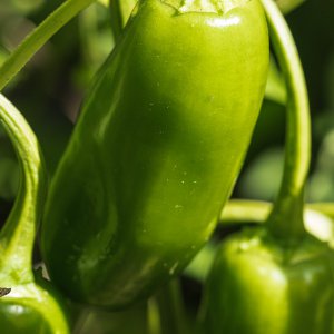 2019_09_06_numex primavera.jpg