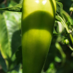 2019_09_06_jalapeno yellow.jpg