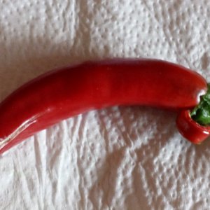 Frigitello