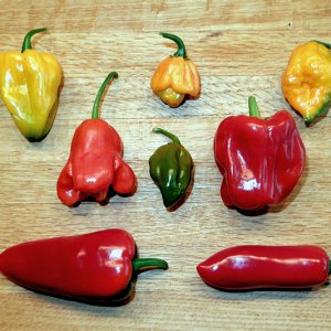 Chilisorten