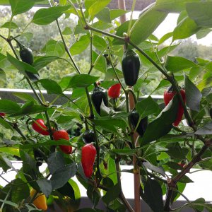 Stand 14.9.: Jalapeño el Jefe