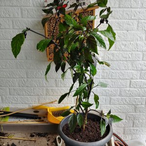 Stand 14.9.: Pimenta Lisa neu getopft