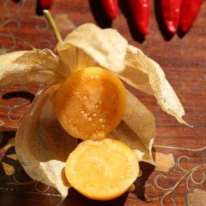 20190915-physalis-HM6C7383.jpg
