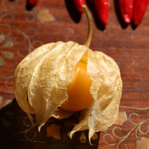20190915-physalis-HM6C7379.jpg