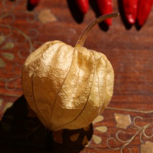 20190915-physalis-HM6C7378.jpg