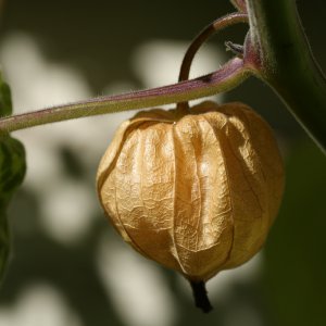 20190915-physalis-HM6C7377.jpg