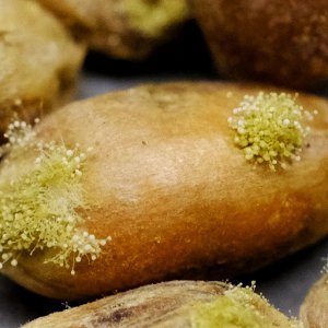 Aspergillus oryzae @ Weizen