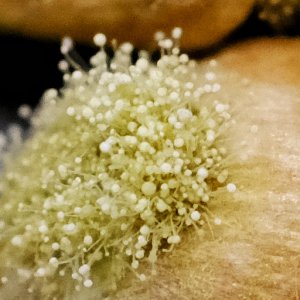 Aspergillus oryzae @ Weizen