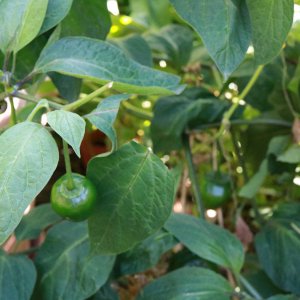 Costa Rican red